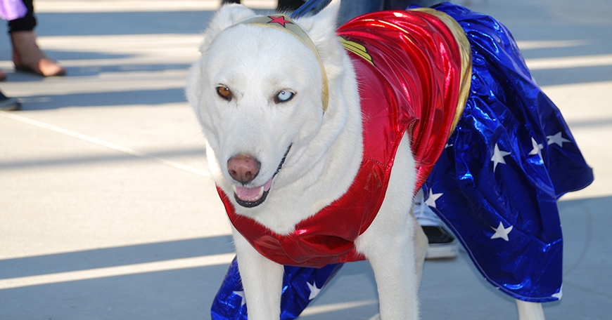 Howl-O-Ween at Yellen Dog Park