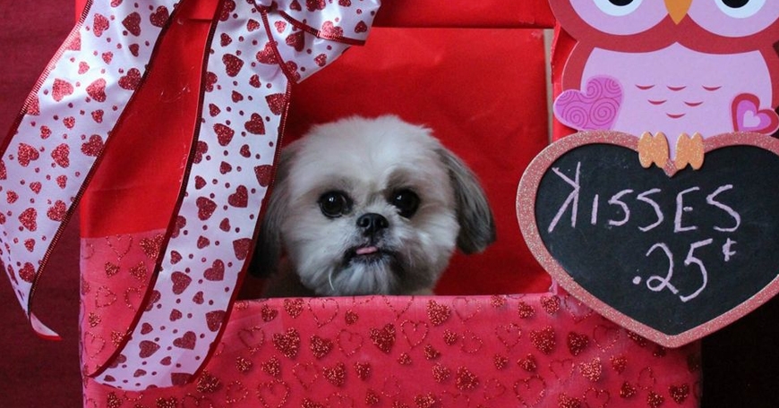 Valentine's Day Pawty