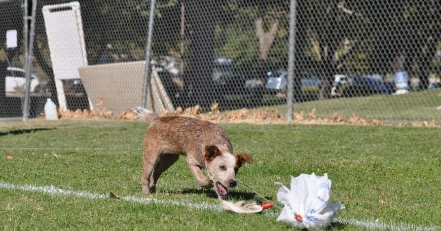 Lancaster Bark at the Park