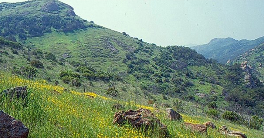 Plants & Geology of Placerita Canyon