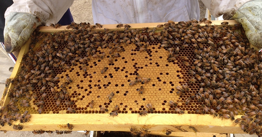 Bees, Beekeeping, and Pollination with the AV Beekeepers’ Club!