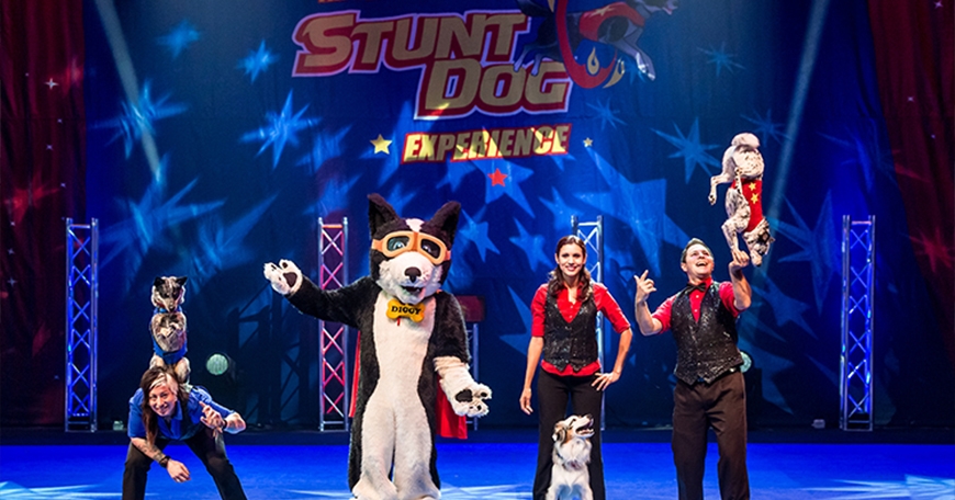 Stunt Dog Experience