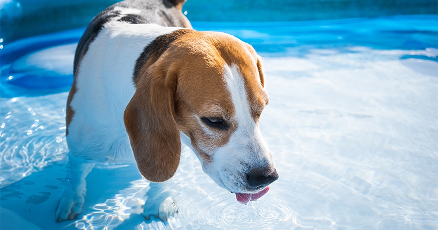 Poolside Paw-ty for Pups