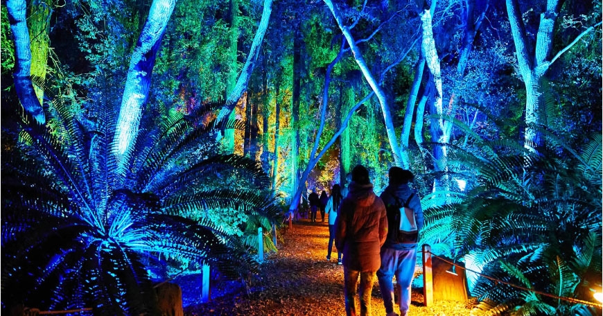 Enchanted Forest of Lights