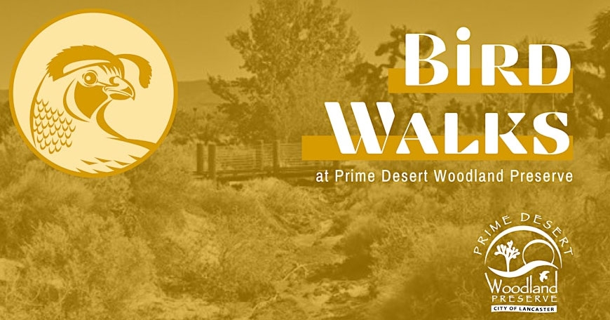 Bird Walks - Prime Desert Woodland Preserve